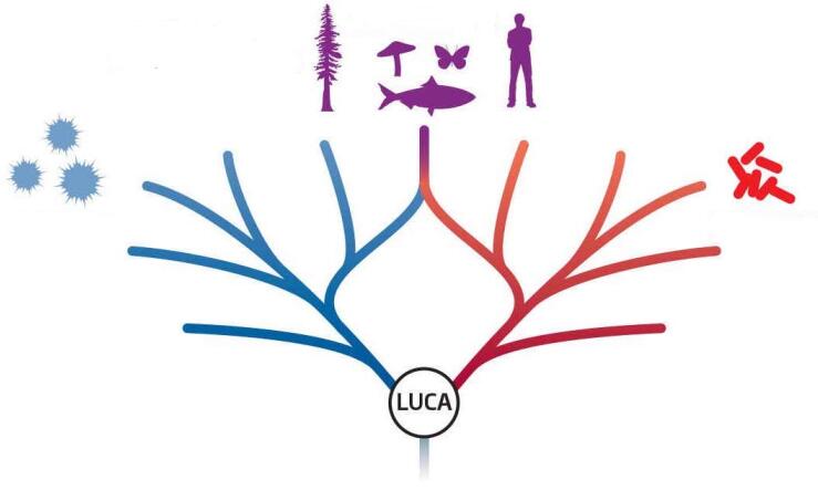 碳基生命進化的終點是什麽？人類離這個終點還有多遠？