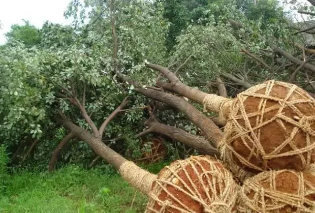 园林植物栽植养护十八问（实用技术要点）