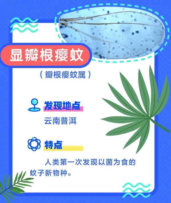 誰還不是個“小可愛”！這些動植物新物種你見過嗎？