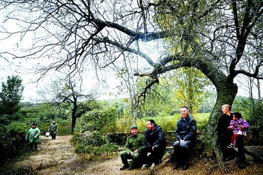 随县唐县镇华宝山村枣儿甜