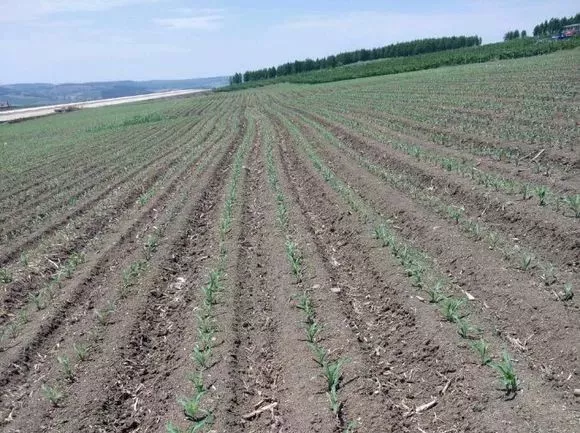 苗前没封住，苗后上绝招！杠杠滴