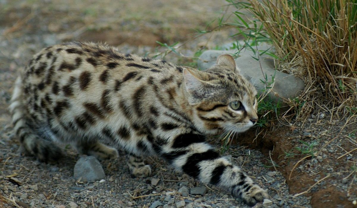 非洲最小的貓堪稱動物殺手，狩獵效率高達60%，血統成難言之隱