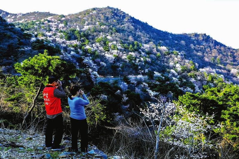 随州：踏春赏花自在行 大洪山里正当时
