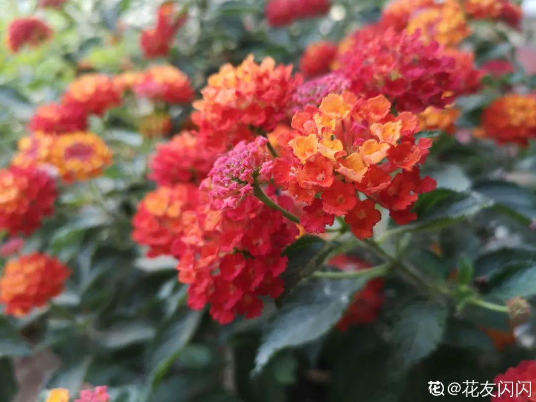 10種“臟臟”花，愛干凈的人別養，會招蟲子