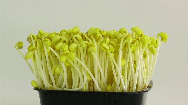 原创生态酵素豆芽脆甜爽口纯绿色