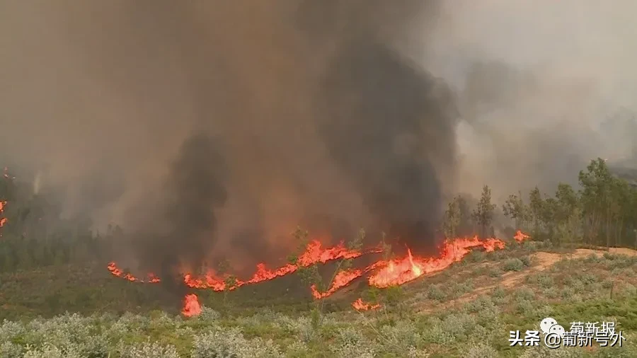 科英布拉森林爆发大火 出动400多名消防员
