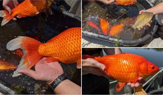 疫情升级之际 美国小城出现 巨型 金鱼 当地官员做出悲观预测 Anita 郝潔美国资深地产专家