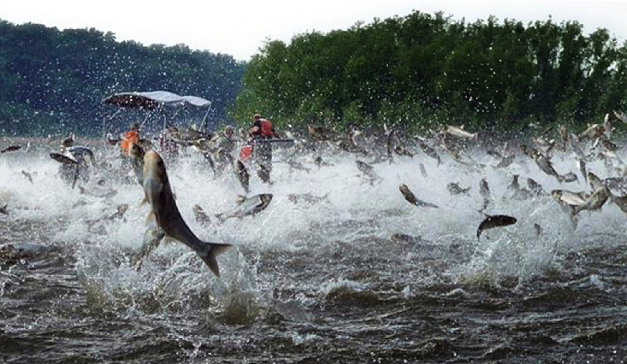 亚洲鲤鱼在美国泛滥成灾，个个胖得像猪，连电击都杀不死
