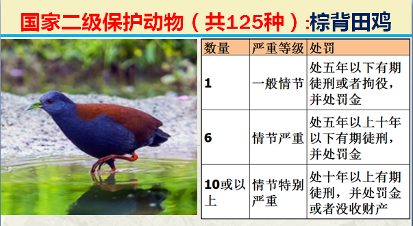 国家最新125类二级野生保护名录，图片及违法对应刑责