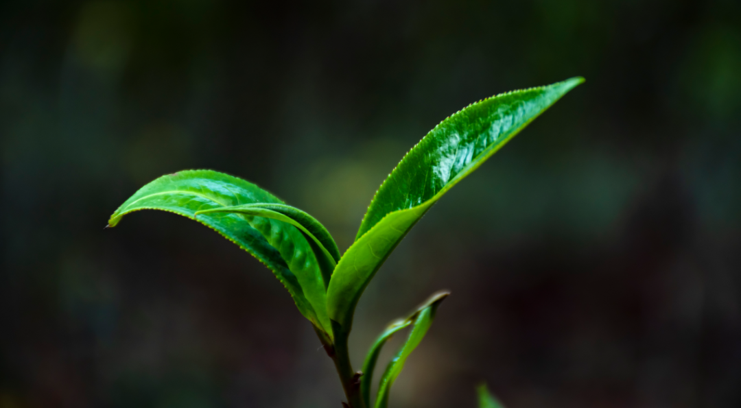 200万吨库存茶根本喝不完！谁能引领中国茶叶第三次产业革命？