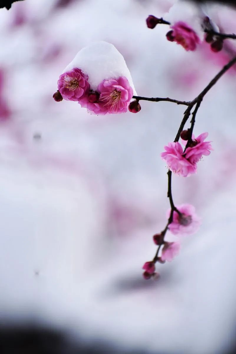 ​梅花香自苦寒来，十首观梅的诗词，一起欣赏美丽的梅花吧-第14张图片-诗句网