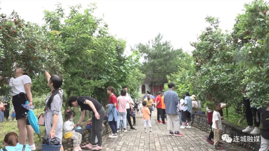 「全面推進鄉村振興」連城：舉辦星光森林旅游節暨客家硒都楊梅藍莓采摘文化節