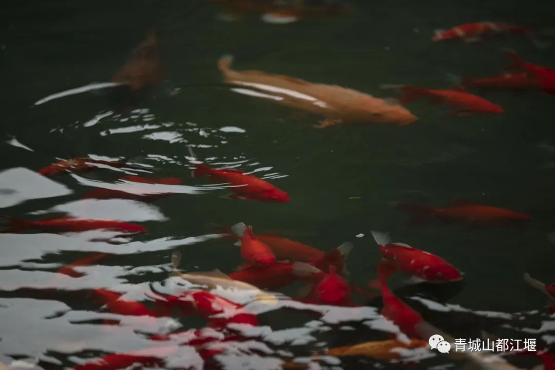 美得犯规！冬天的都江堰，有N种颜色～