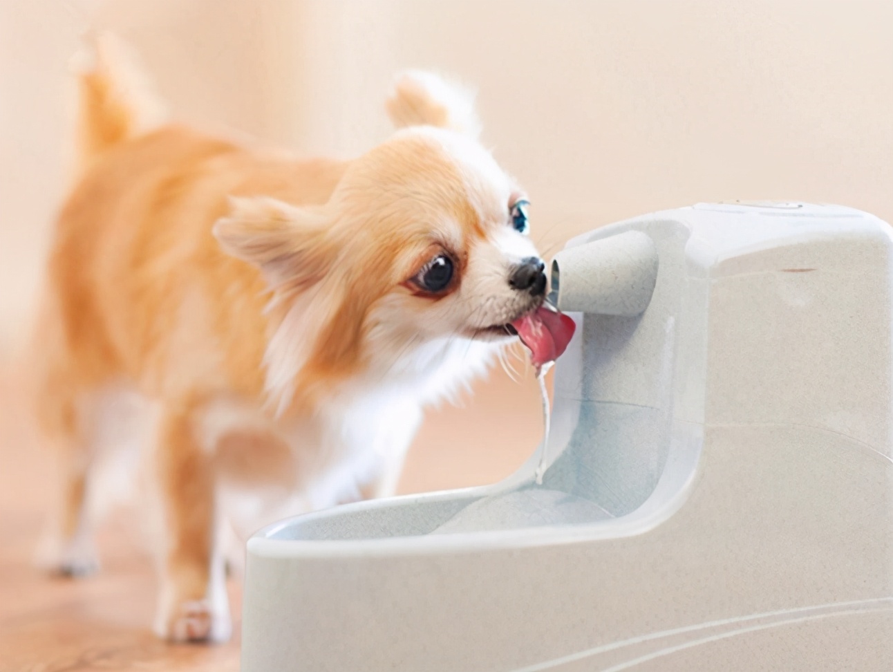 养狗小知识：狗狗每天要喝多少水？