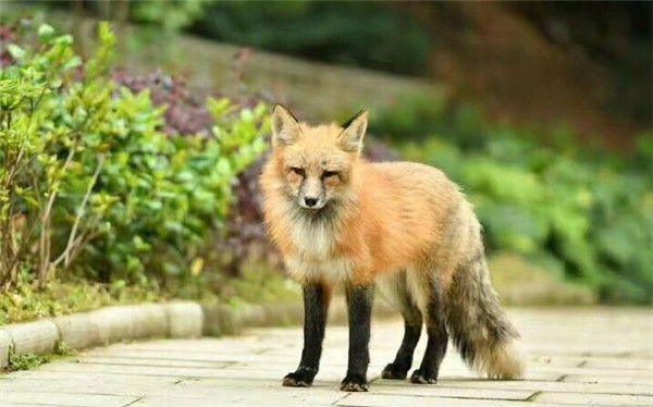 疫情期间被迫失宠 武大网红狐狸珞珞下山觅食 传媒 蛋蛋赞