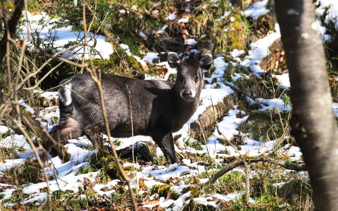 冰雪世界里的奇幻森林——唐家河、卧龙自然观察记