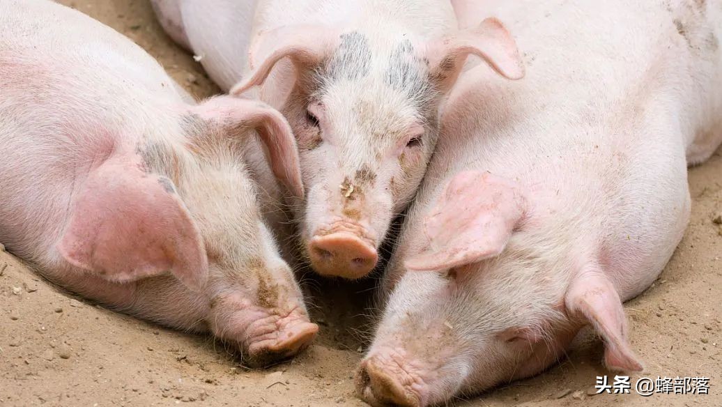 我国进口猪肉减少26%，猪价进入3级预警期，高价猪肉即将来临？