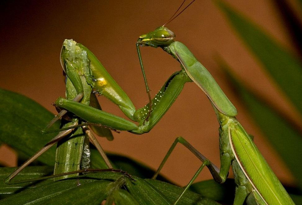 为什么有一些雄性螳螂交配后就被吃掉，它们干嘛不逃跑？