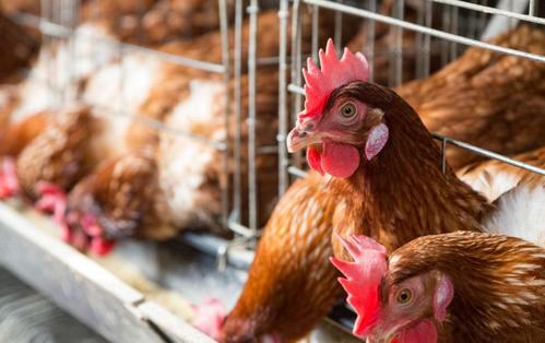 鸡缺钙的症状，防治方法，蛋鸡补钙慎用蛋壳