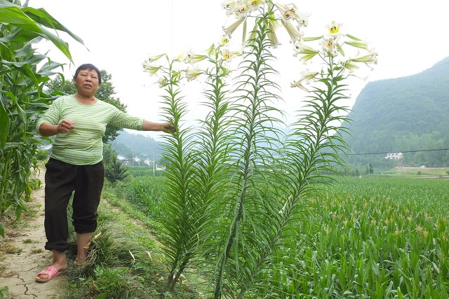 河南大妈连生三闺女受尽婆婆冷眼，婆婆年老她却用心孝敬，因为啥