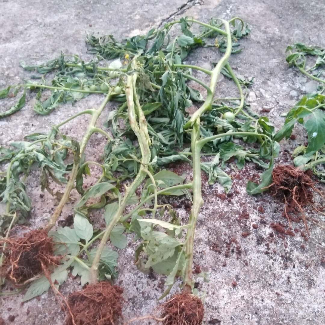 厂家直供番茄青枯病防治套餐