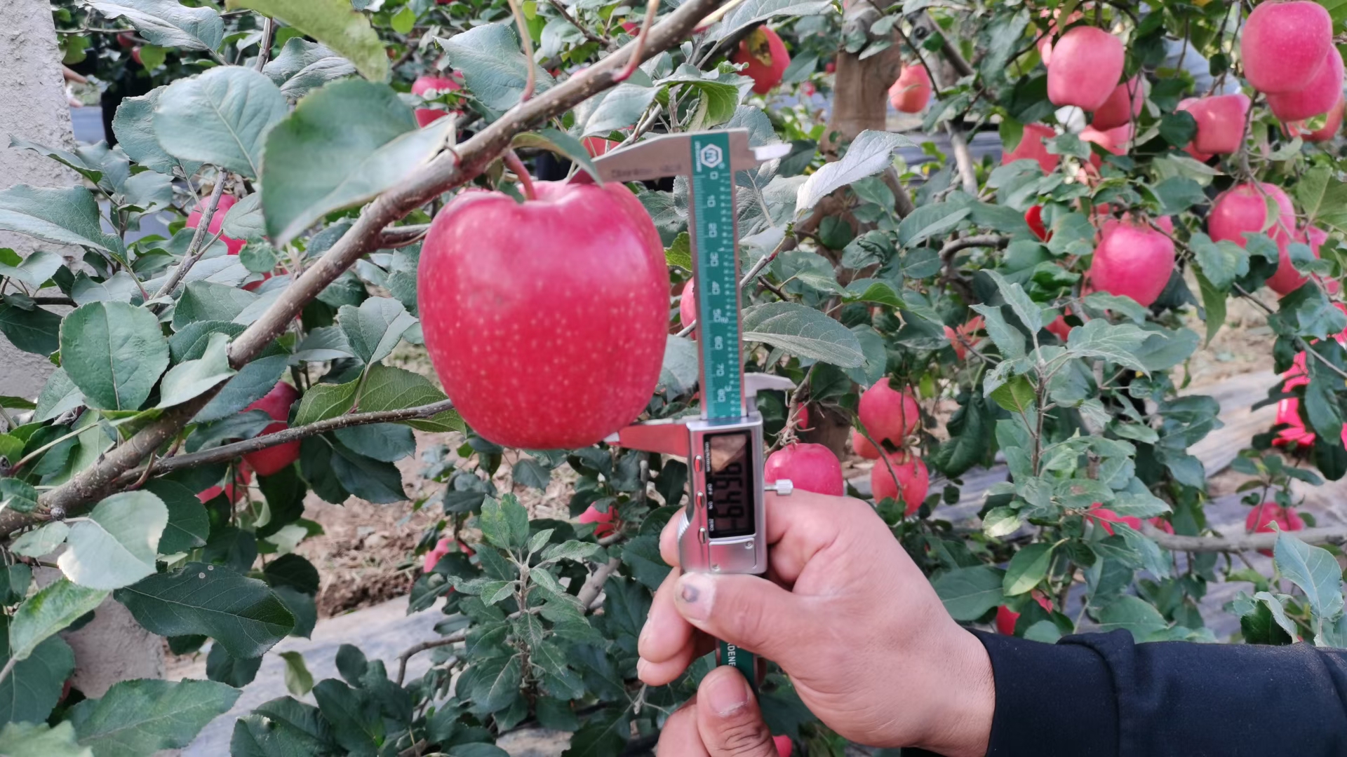 全紅不套袋，晚熟抗性強，2020年必火蘋果品種——“瑞香紅”