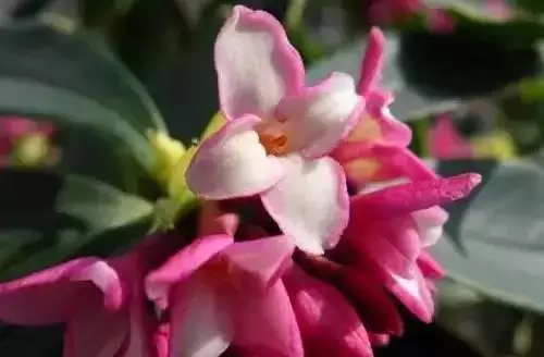 全國(guó)56個(gè)城市的市花，你是否全都了解？