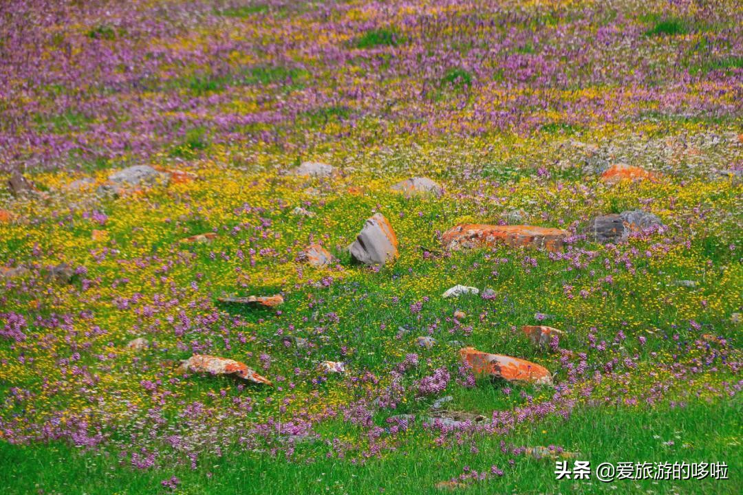 青海值得旅游的地方 青海湖最佳旅游月份(圖66)