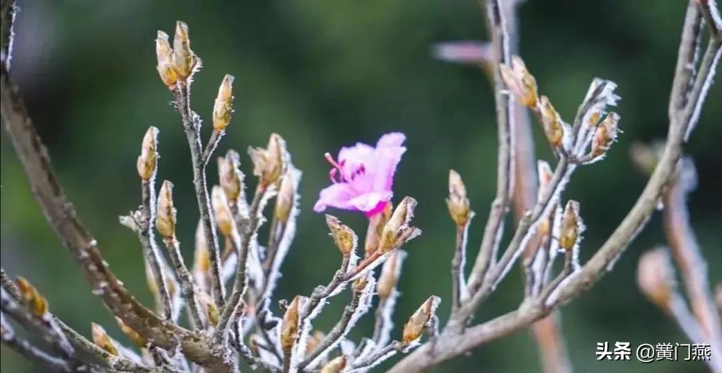 寒潮袭鹏城，梧桐山琼花美景刷屏