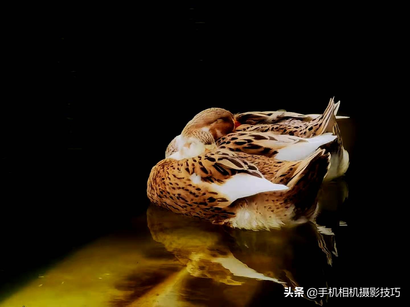 In the winter, what kind of photograph to pat to encircle market support more easily in the friend? These 16 pieces of photographs give you inspiration