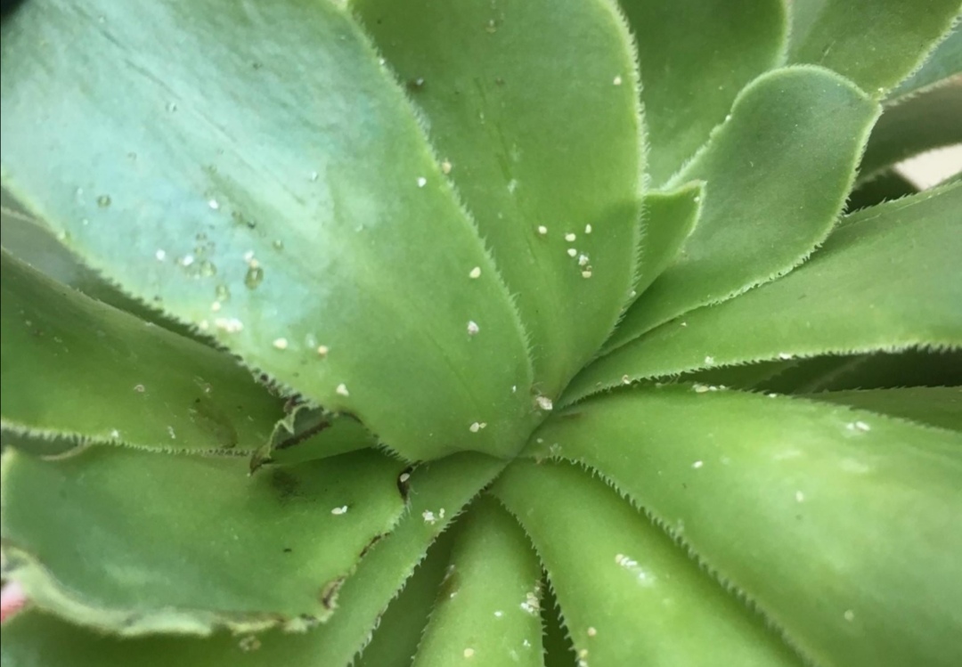 多肉上长满蚧壳虫怎么办 教你3招清除干净 养花小院 Mdeditor