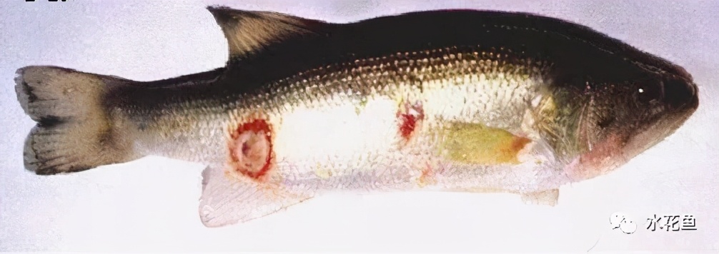 生态鱼药与四种土法防治鱼病：绿色、生态、无副作用、来源广