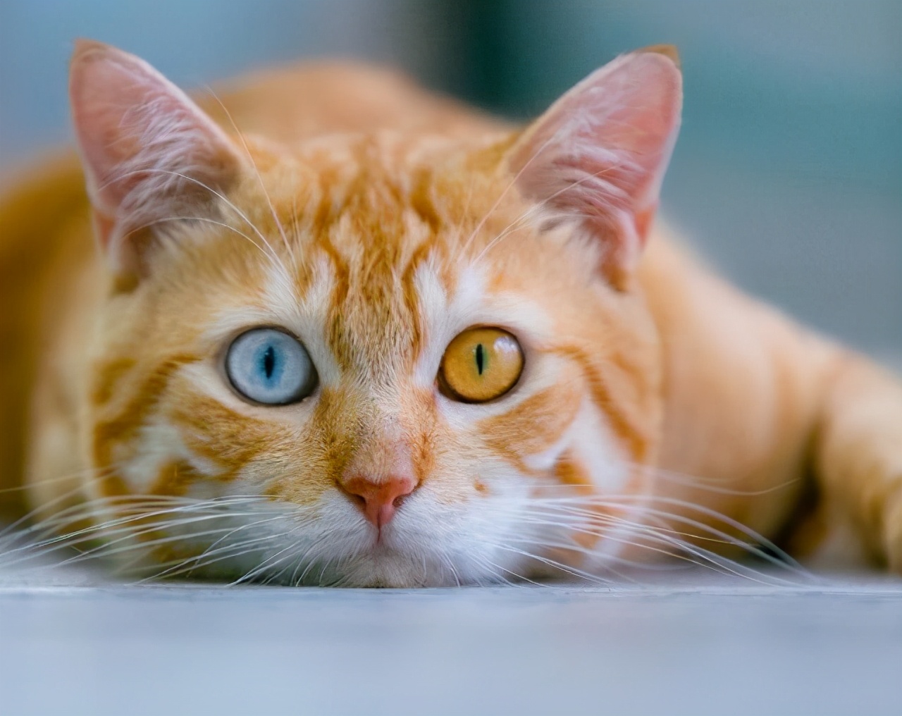 捡到一只鸳鸯眼橘猫 猫很美 可一天后发现 我被它骗了 萌宠指南 Mdeditor