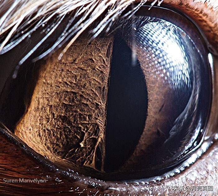 亚美尼亚摄影师的镜头下奇妙的动物眼睛