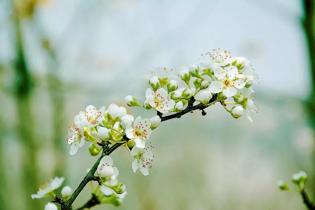 春季郊野，万木吐翠，芳草茵茵，藏在诗词里的春意-第3张图片-诗句网