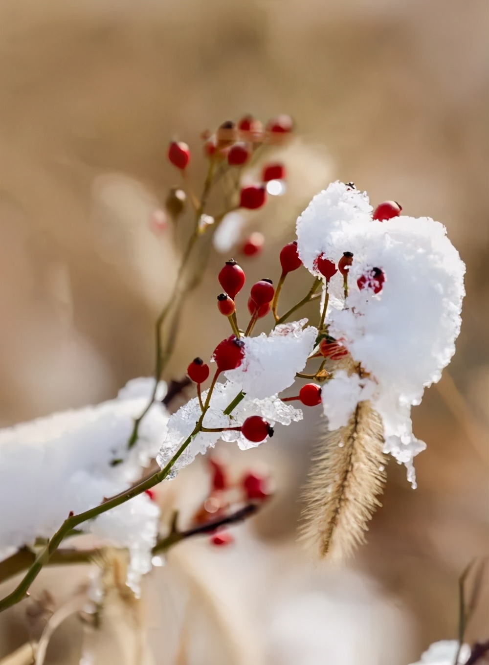 初雪来袭，关于雪的古诗美了整个冬天-第2张图片-诗句网