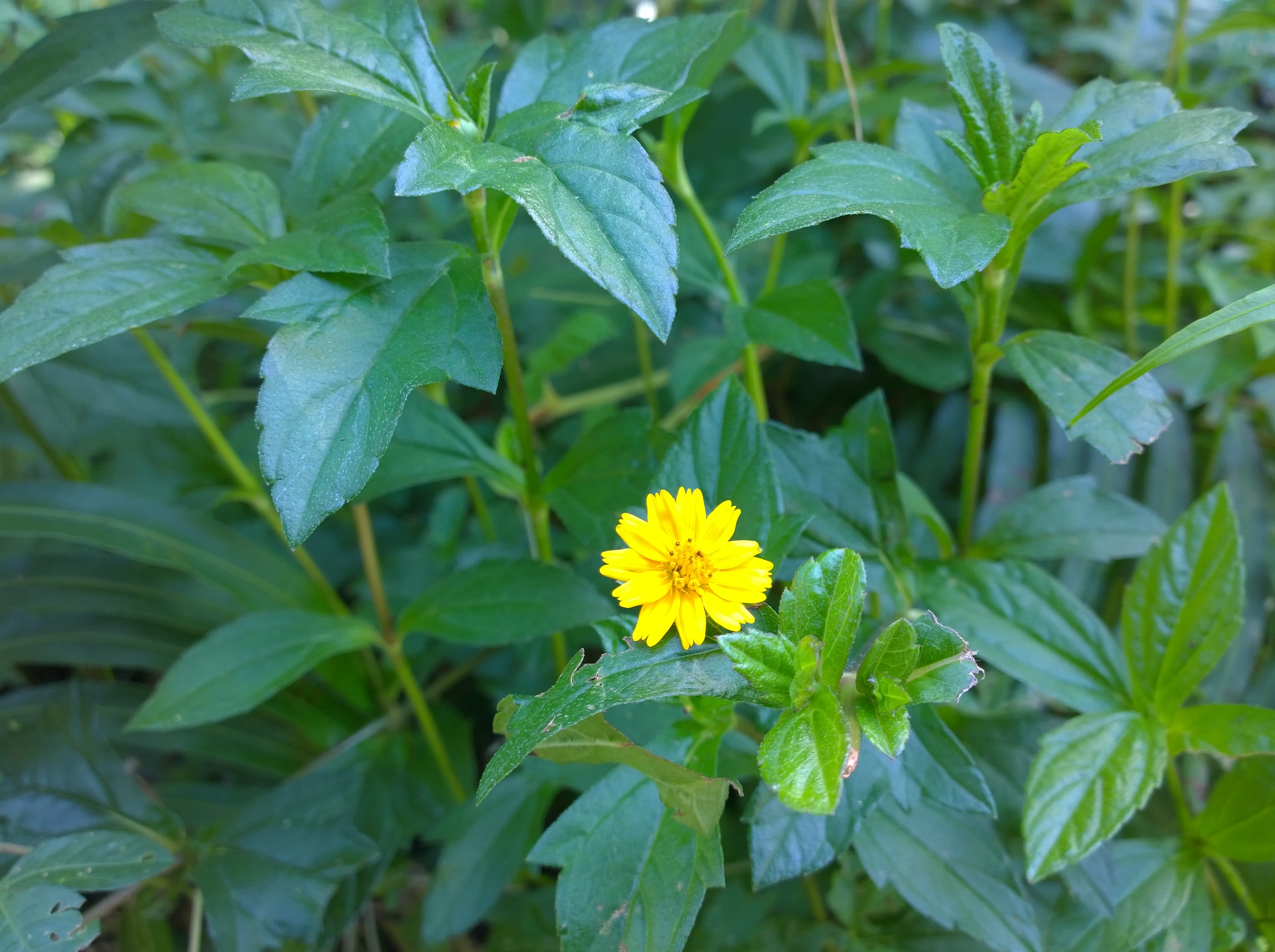 Nokia Lumia 1020：掀起影像革命的“奧利奧”