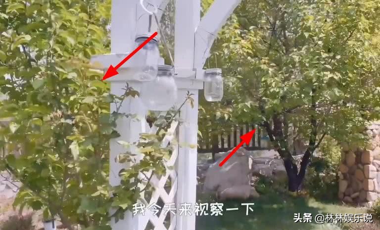 苗苗晒日常，家中豪宅惹人羡慕，看清怀孕后的