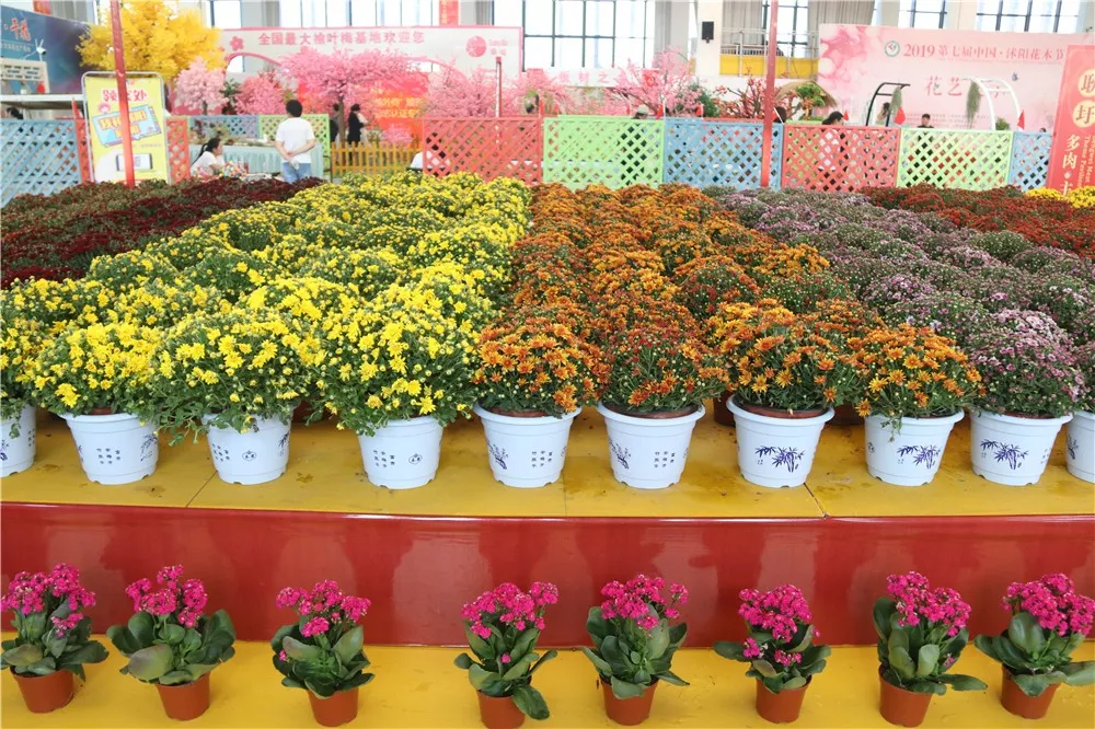 2020沭阳花木节“家庭园艺展”展位招商炽热停止中