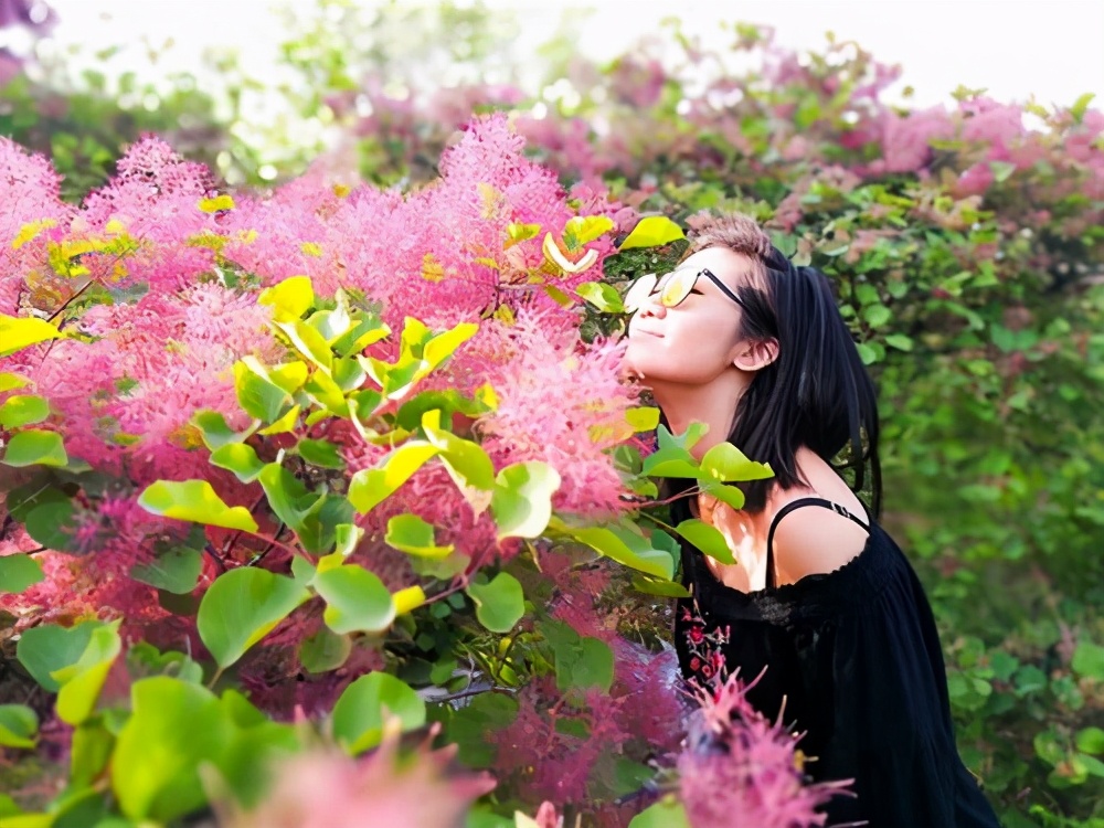 In autumn, Hongye is not a maple leaf?  Sumac, a fairy-like autumn leaf tree species