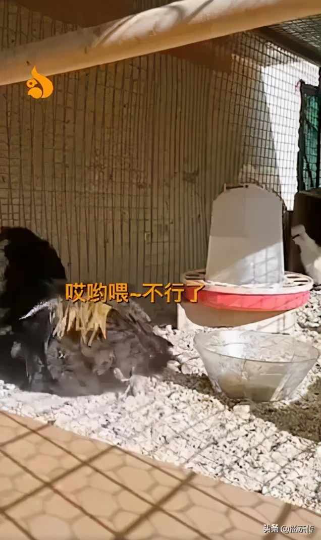 公鸡打鸣打到缺氧昏倒这也太敬业了吧