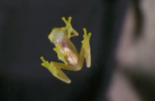 透過皮膚一眼就能看到內髒，這6種透明生物毫無隱私可言