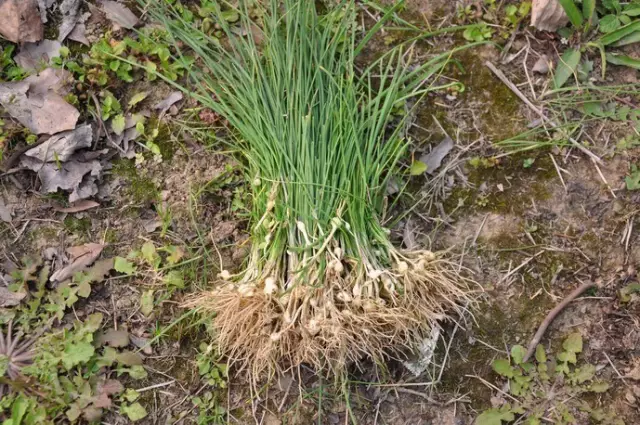 農村常吃的40種· 野菜，能治病能解饞，你吃過幾種呢？