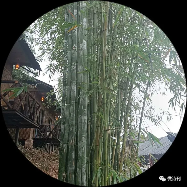 新诗推荐:著名诗人安娟英诗歌专辑