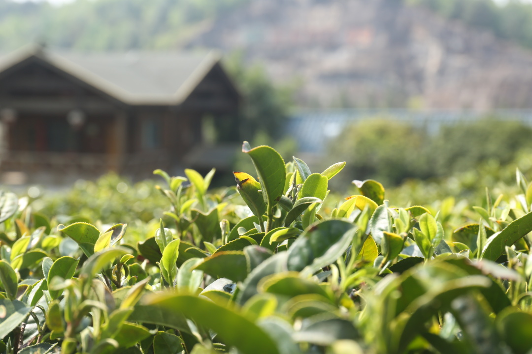 200万吨库存茶根本喝不完！谁能引领中国茶叶第三次产业革命？