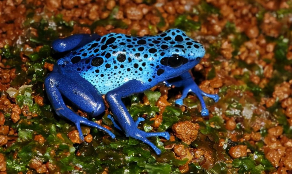 马艳红案庭审回顾：背负4条人命的她，庭审时凭一句话，多活了3年