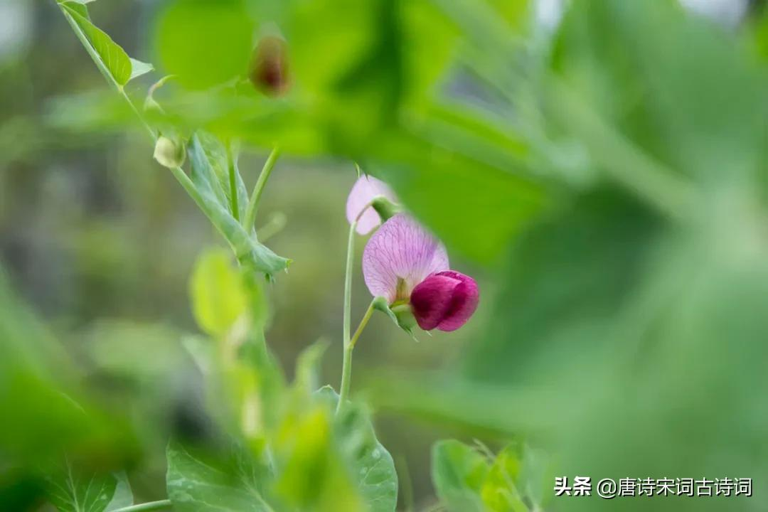 青杏尚小豆荚肥-第7张图片-诗句网