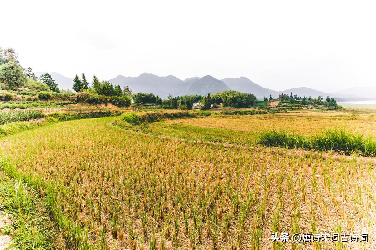 赏析宋代陆游的《时雨》-第3张图片-诗句网