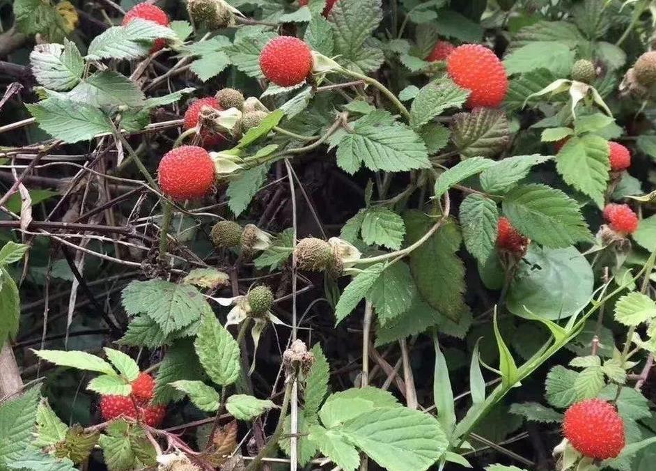 3月就开始结果，味道酸酸甜甜，以前满山是，现