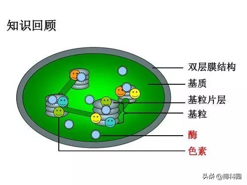 光合超复合体结构，向揭开光合作用的秘密又迈进一大步！